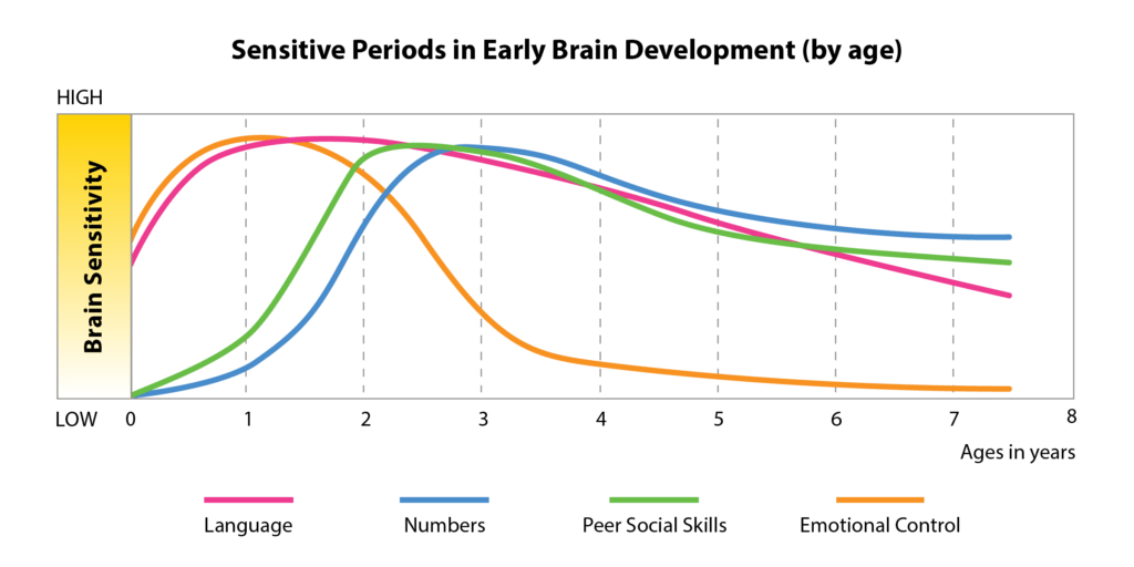 Sensitive Periods in Early Brain Development (by age)