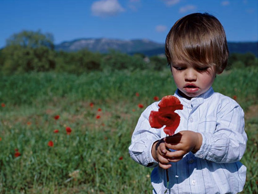 A young child in a white shirt stands in a grassy field holding a red flower, looking at it intently—capturing the curiosity often nurtured in early learning centres surrounded by green grass, scattered flowers, trees, and distant mountains under a blue sky.